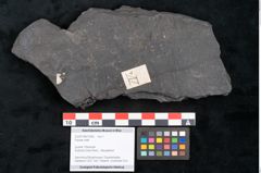 Foto (Objekt + Etikett) von Plantae indet.  (NHMW-GEO-2024-0188-10265)